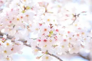 4月　お花見(桜の花)