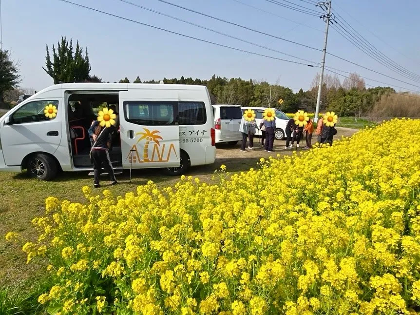 先日、公園に行き桜と菜の花を見に行ってきました🌸🌼