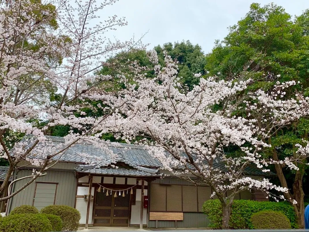 先日、公園に行き桜と菜の花を見に行ってきました🌸🌼