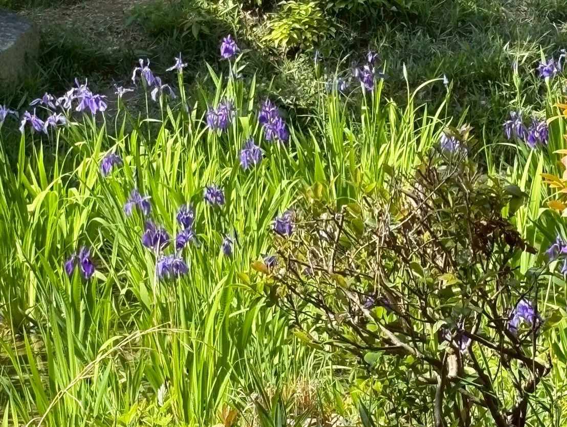 ５月３日（土）午後からの外出レクは、