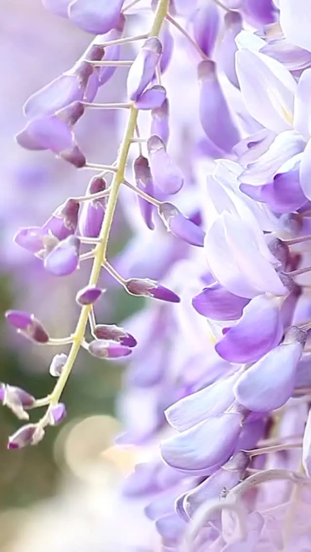 ✨✨綺麗な藤の花✨✨
