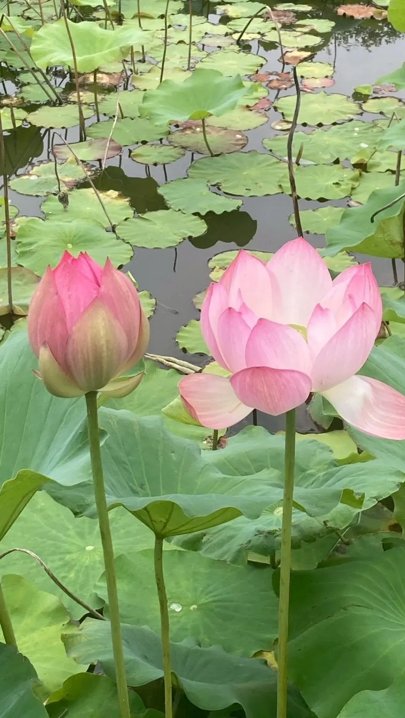 📸6月の思い出🌿
