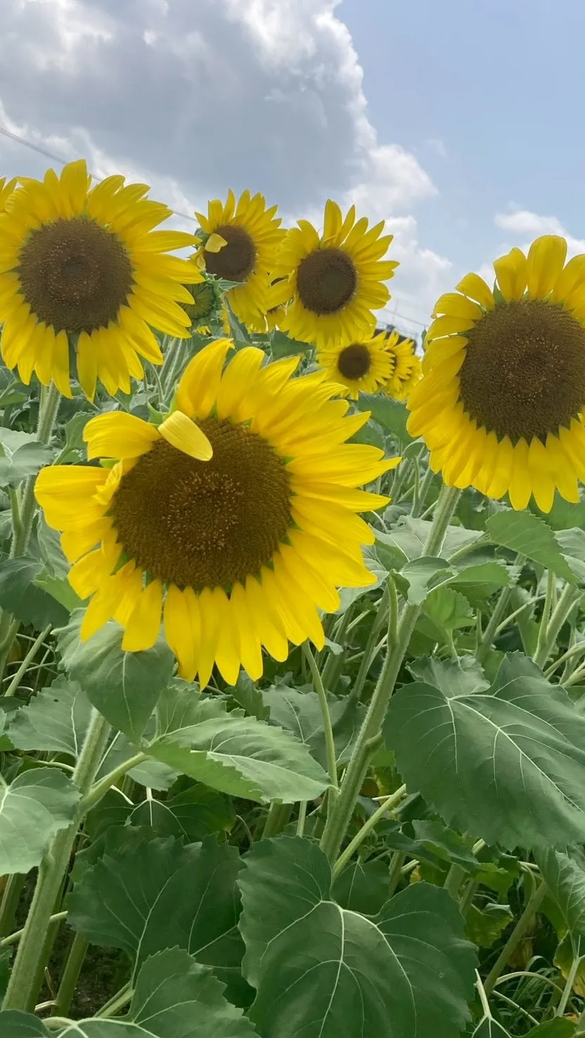 🌻7月外出レクリエーション🌻